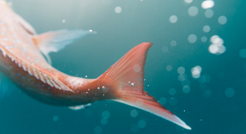 Fin Fish Partnerships