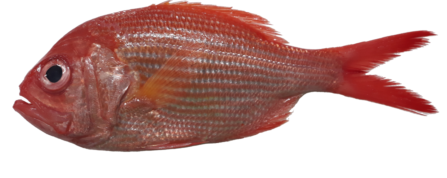 Red Snapper